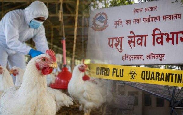 बर्ड फ्लुबाट किसानको करोडौको क्षति ,प्रभावितलाई क्षतिपूर्ति दिन रकम निकासा